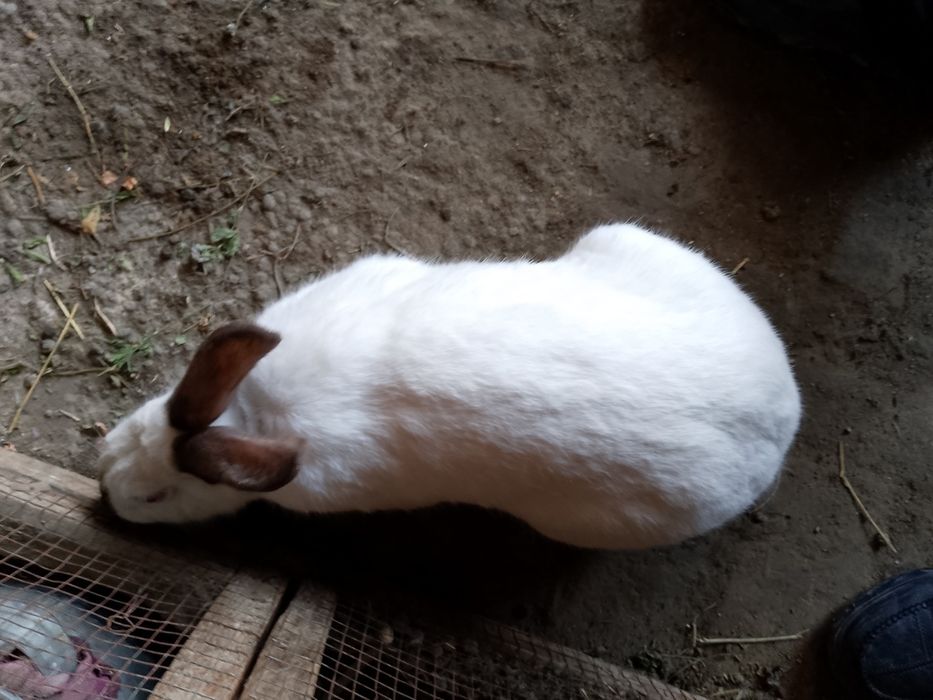 Kaliforniskiy krolik