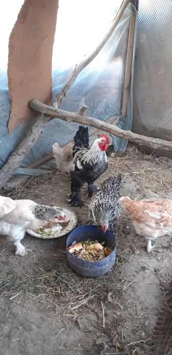 Brama Tovuqlar Soltiladi Soglom tugishni boshlagan