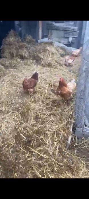 Oua și familii de  struți Emu. Gaini ouatoare.
