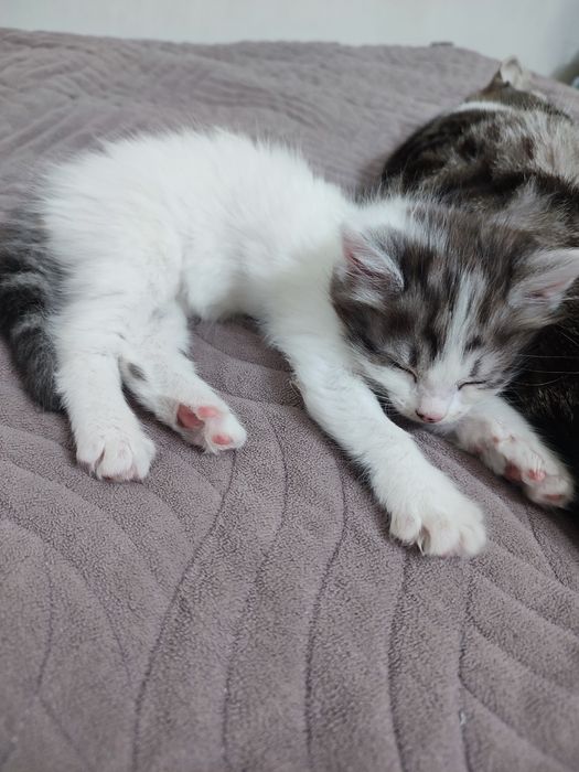 Продам красивых котят