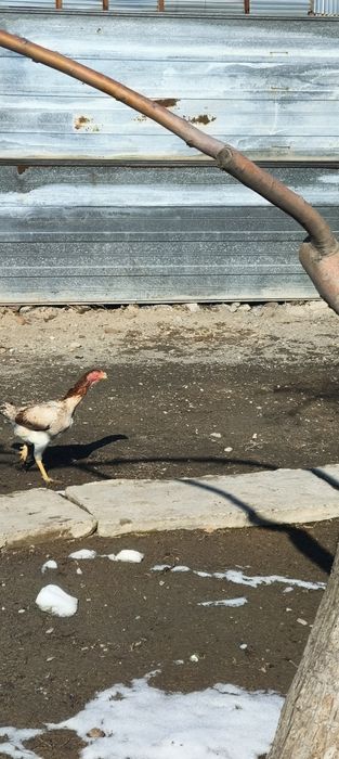 Малайский бойтсовый порода О ШАМО