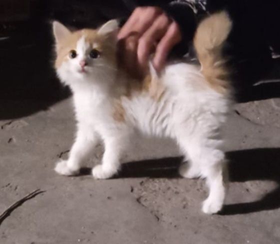 Котёнок, девочка