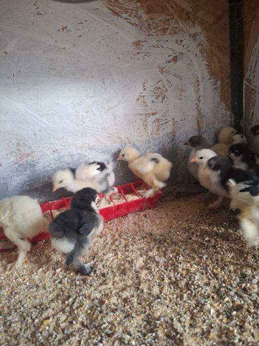 Disponibile găini ouă și puii brachma