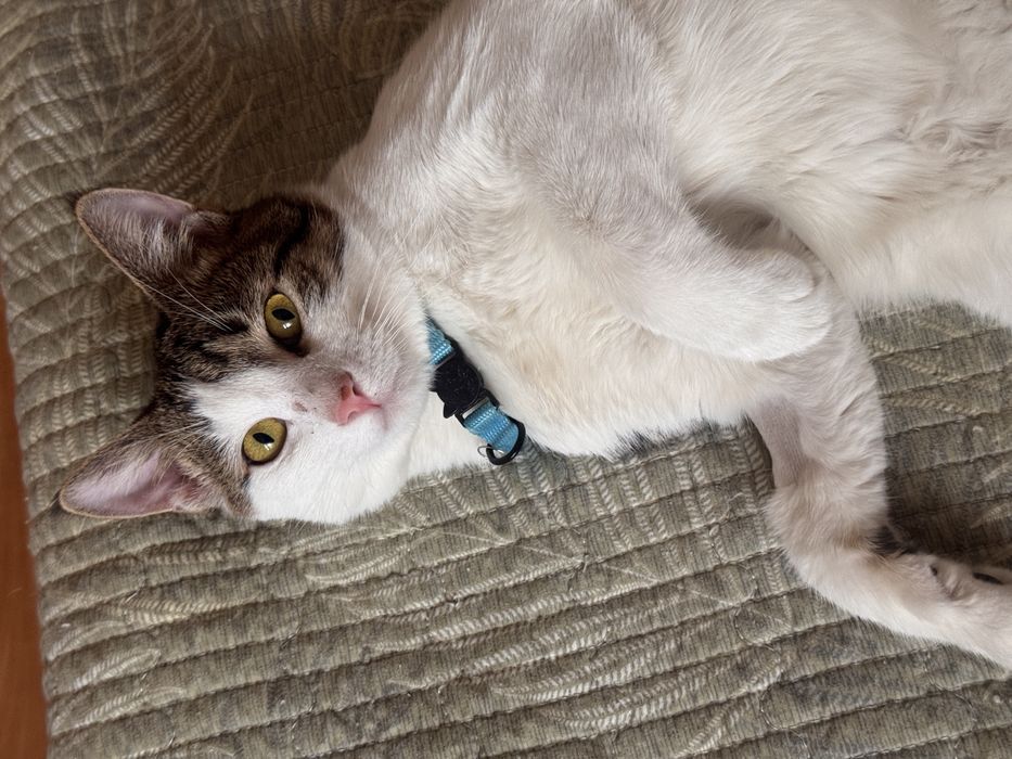 Котенок мальчик 9 месяцев. Есть паспорт. Привит и кастрирован