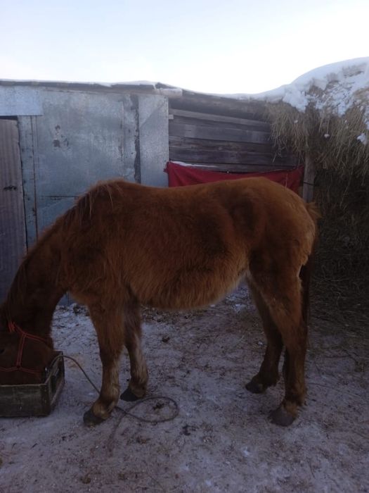 Продам лошадь жеребая