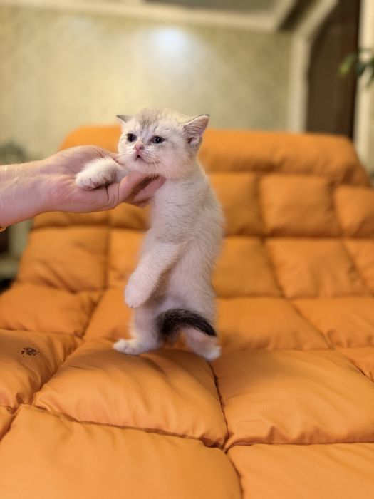 Toza zotli fold va strayt ayiqchalar sotuvga tayyor