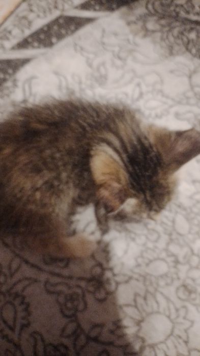 Отдадим котят в добрые руки