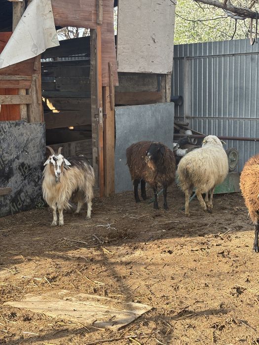 сойыска койлар сатылады