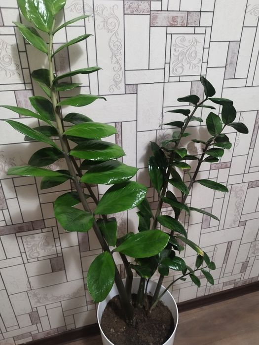 Zamiakulkas. Замиакулькас.