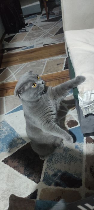 Кот породы скоттиш фолд