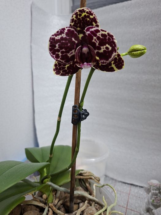 Продаётся орхидея Дикий кот