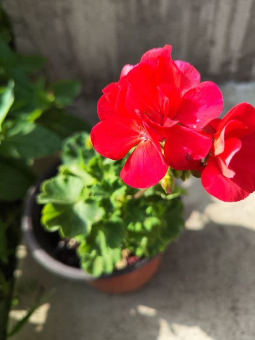 Продам герань , разная