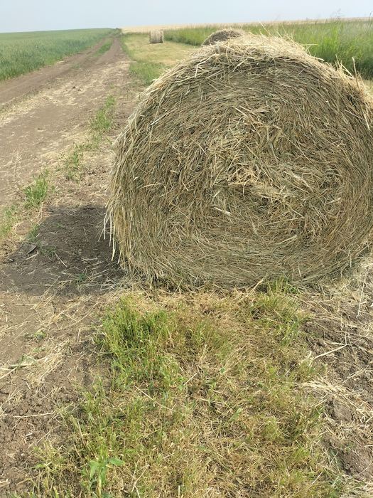Продам сено свежее