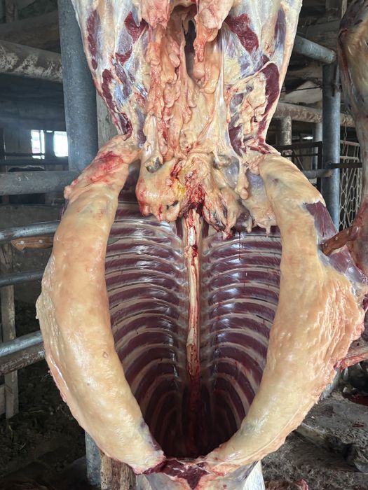 Байталдар сатылады кунажын