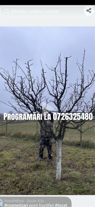 Taieri / Cosmetizari pomi fructiferi