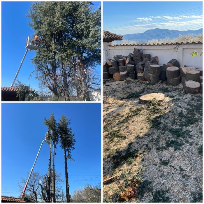 Професионално рязане на опасни дървета