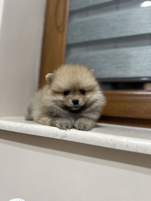 Мини Померан