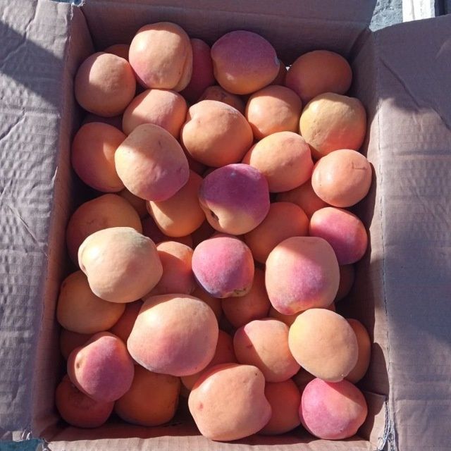 Барча турдаги  Мевали кучатлар арзон ва сифатли