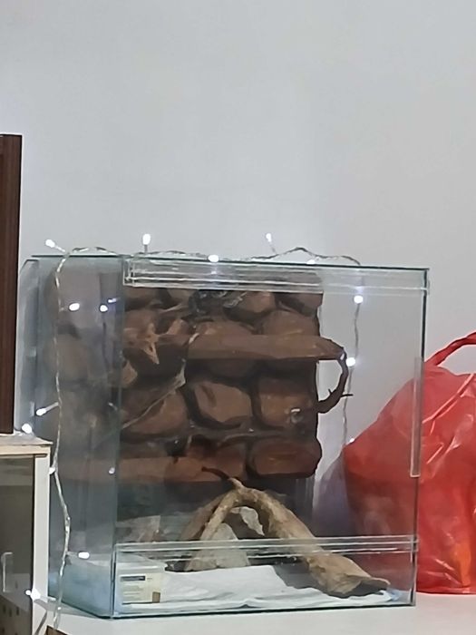 Ковровый питон чейни