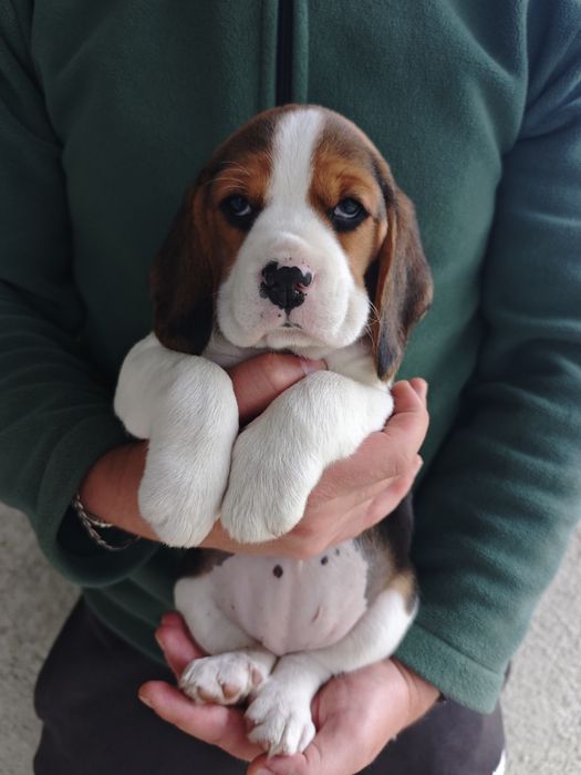 Pui beagle tricolor
