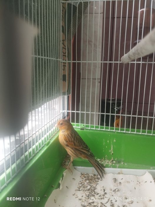 Канарейки красный дерева