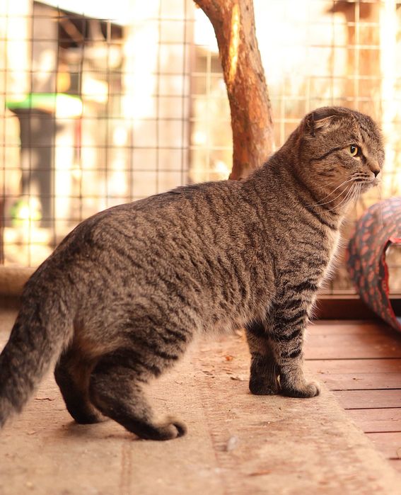 Отдается кастрированный красавец