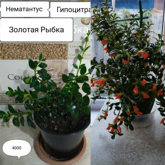 Продам комнатные цветы