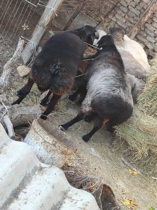 Qo'chqorlar sotiladi tezda badani semiz yeyishi