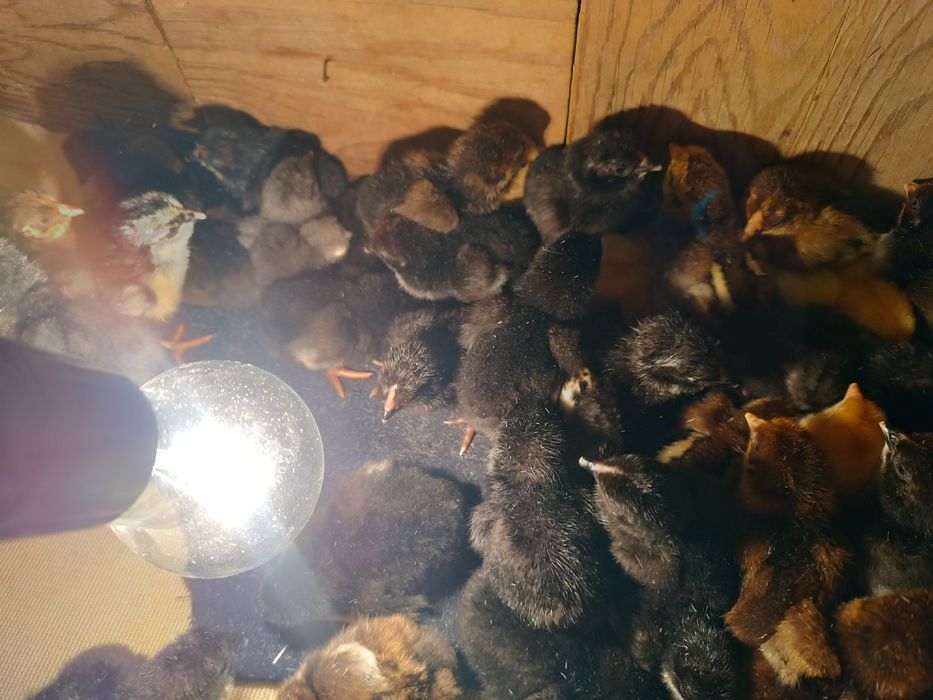 Цыплята     Балапан