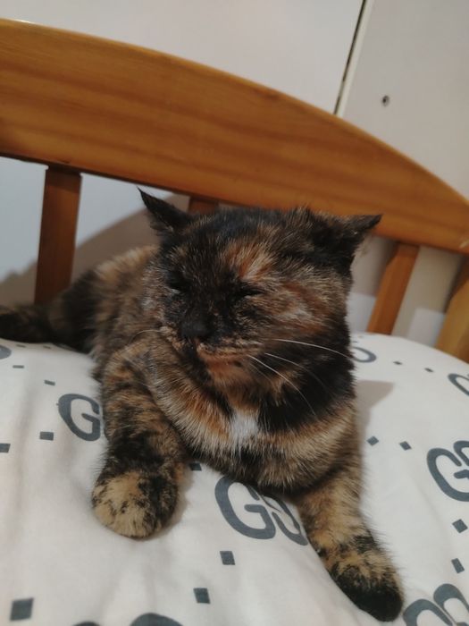 Zottor mushuk skottish fold