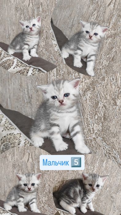 Скоттиш Страйт и Скоттиш Фолд