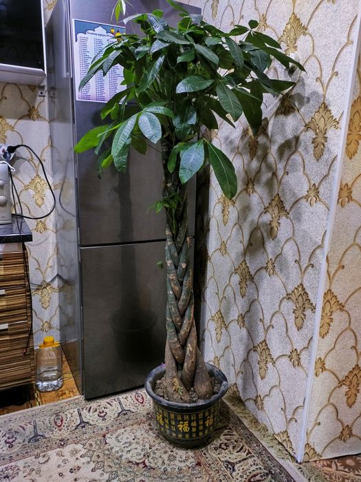 Комнатные растения. Доставка.