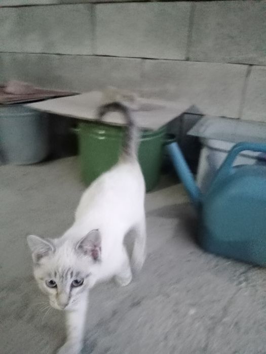Отдадим бесплатно 4 котят