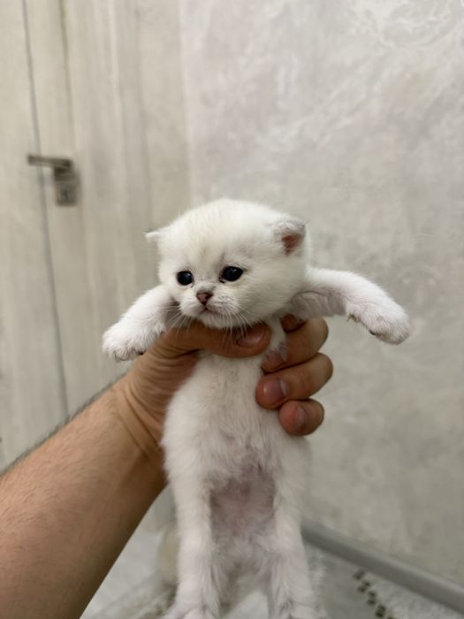 Продаются чисто кровный серебристий шиншилли котяти