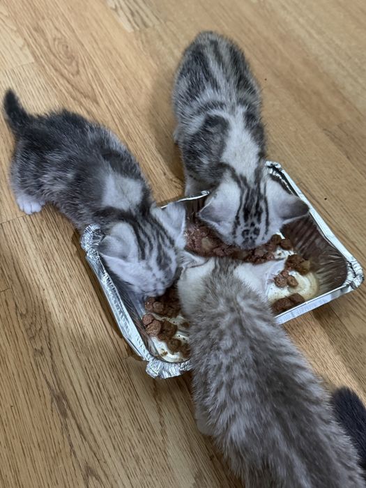 продается кошка вислоухая