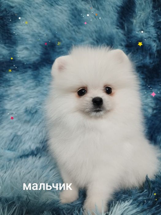 Померанский шпиц щенки