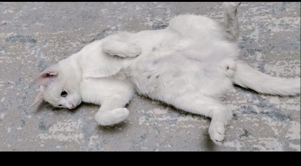 Отдам кота в хорошие руки