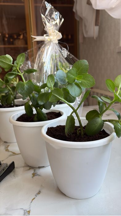 Үй гүлдері сатылады