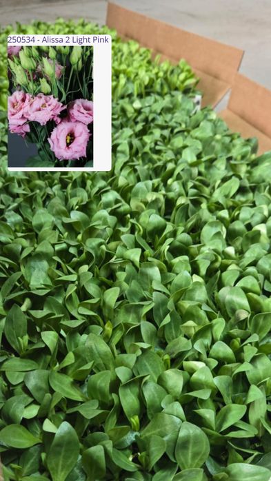 Рассада Эустомы (Лизиантус)