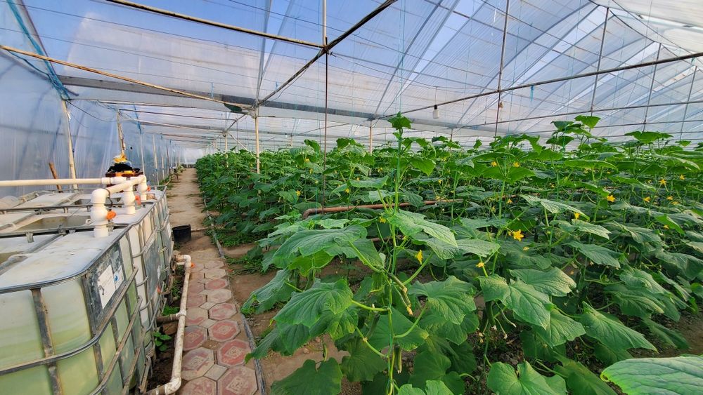 Теплица Сотилади состояние Супер Продаётся Теплица состояние как новый