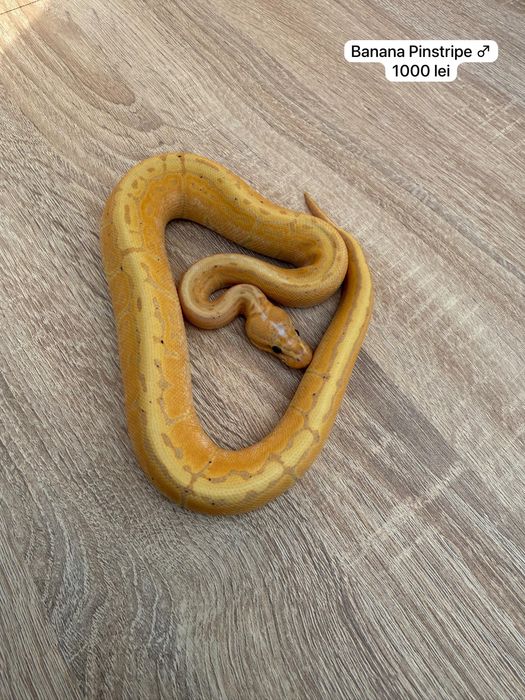 Pitoni regali puiuti ( Ball Python )