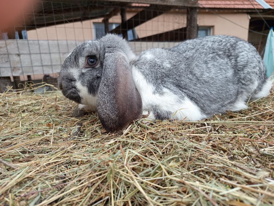 Vând iepuroi berbec german