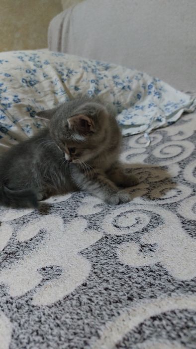 Отдам котят британцев