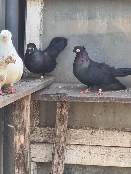 Se Vinde 22 de bucăți!!!