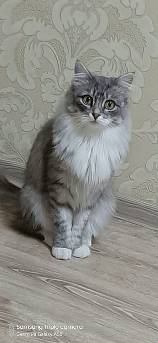 Отдам в хорошие руки