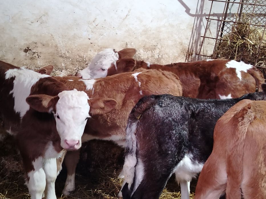 Taurasi baltati și belgieni