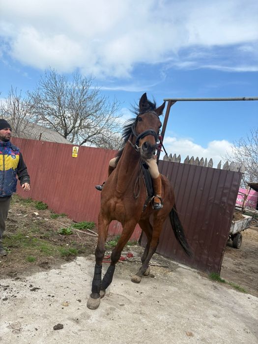 Vând iapa pur sange englez 7 ani cu acte și pedigri