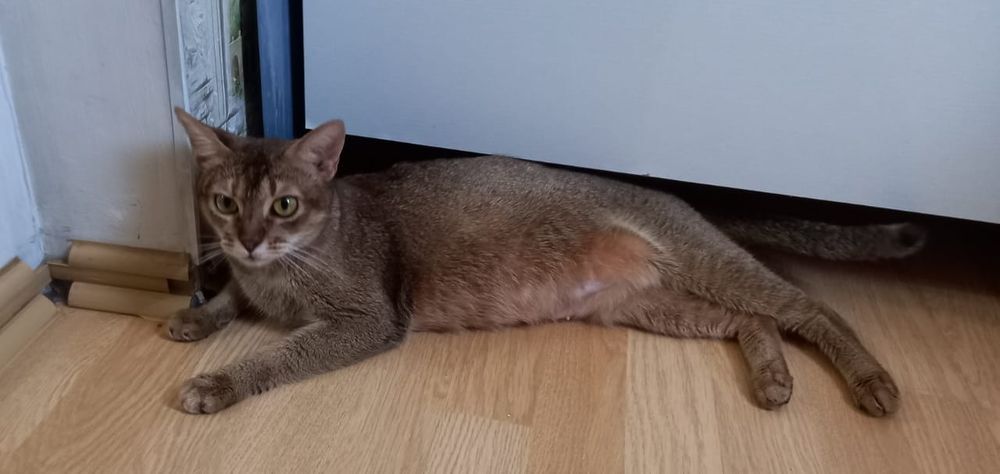 Породистая кошка