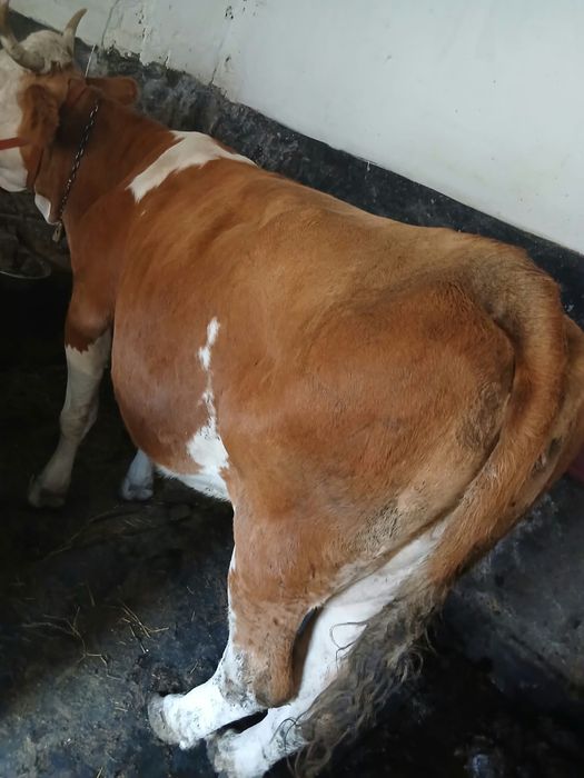 Vaca  cu lapte , baltata romaneasca