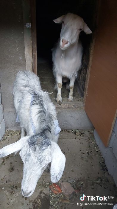 Продам козье молоко